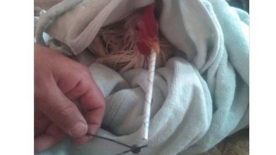 چرا برخی مرغداران به جوجه‌ها تریاک می‌دهند؟