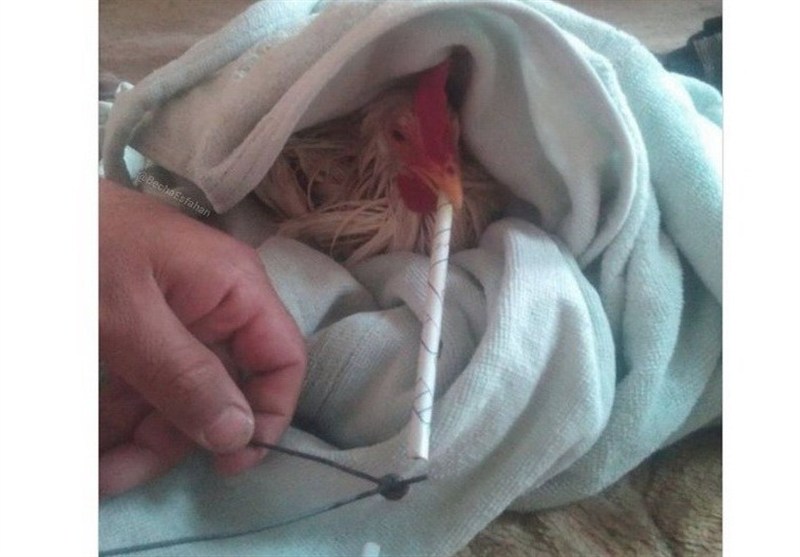 چرا برخی مرغداران به جوجه‌ها تریاک می‌دهند؟