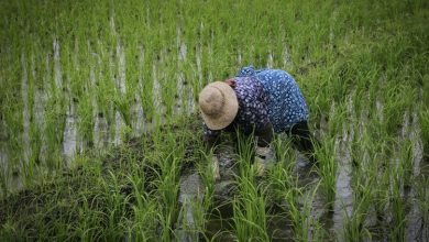 کشاورزان برنج را احتکار کردند؛ ممنوعیت فروش حتی به دو برابر قیمت