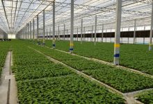 توسعه هیدروپونیک