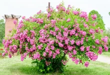 یک سال پس از ثبت «رز طائف» توسط عربستان؛ انتقادها از سکوت ایران درباره گل محمدی کاشان بالا گرفت