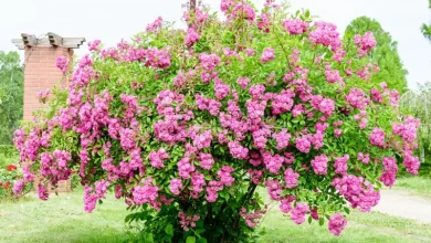 یک سال پس از ثبت «رز طائف» توسط عربستان؛ انتقادها از سکوت ایران درباره گل محمدی کاشان بالا گرفت