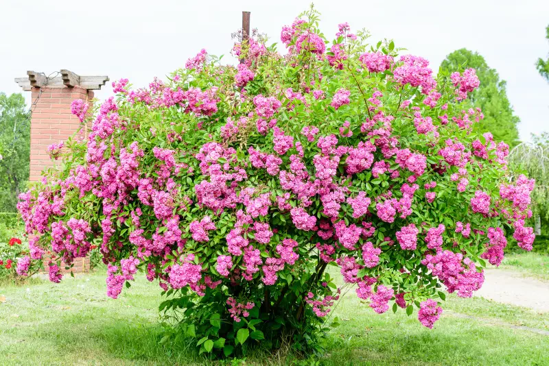 یک سال پس از ثبت «رز طائف» توسط عربستان؛ انتقادها از سکوت ایران درباره گل محمدی کاشان بالا گرفت