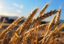 گندم کریسپر