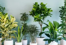 بافت ناشناخته‌