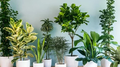 بافت ناشناخته‌