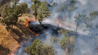 بررسی علل آتش‌سوزی جنگل‌های هیرکانی: جلسه مجلس درباره بحران زیست‌محیطی