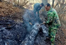 الیت دوباره سبز می‌شود؟ بررسی خسارت‌های آتش‌سوزی در قلب جنگل‌های هیرکانی