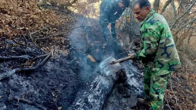 الیت دوباره سبز می‌شود؟ بررسی خسارت‌های آتش‌سوزی در قلب جنگل‌های هیرکانی