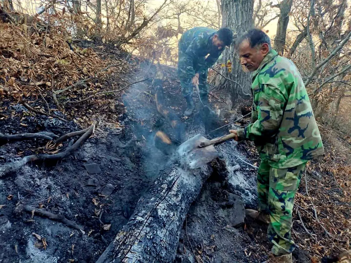 الیت دوباره سبز میشود؟ بررسی خسارتهای آتشسوزی در قلب جنگلهای هیرکانی