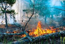 کاهش بارش و بحران آب؛ چگونه آتش‌سوزی جنگل‌ها خاک آلی را نابود می‌کند؟