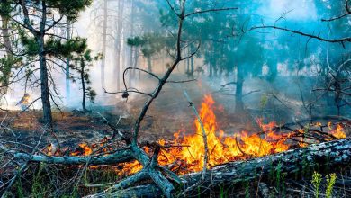 کاهش بارش و بحران آب؛ چگونه آتش‌سوزی جنگل‌ها خاک آلی را نابود می‌کند؟
