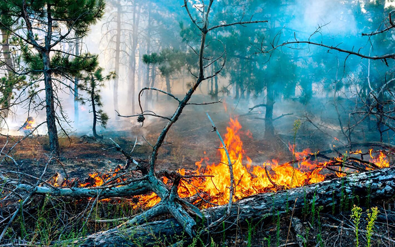 کاهش بارش و بحران آب؛ چگونه آتش‌سوزی جنگل‌ها خاک آلی را نابود می‌کند؟