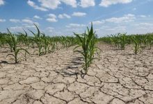 کاهش اقلیم ایران به ۹ طبقه: چه بر سر امنیت غذایی کشور می‌آید؟