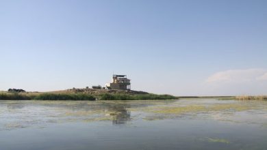 باران معجزه کرد؛ کانی‌برازان مهاباد دوباره میزبان پرندگان شد