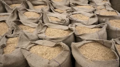 آمار جدید جهش قیمت برنج؛ دلار سفره خانوار را هدف گرفت