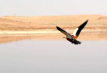 هشدار درباره خشکی تالاب‌های قم؛ خطر تبدیل به کانون‌های گردوغبار در کمین