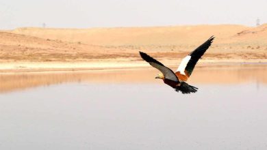 هشدار درباره خشکی تالاب‌های قم؛ خطر تبدیل به کانون‌های گردوغبار در کمین