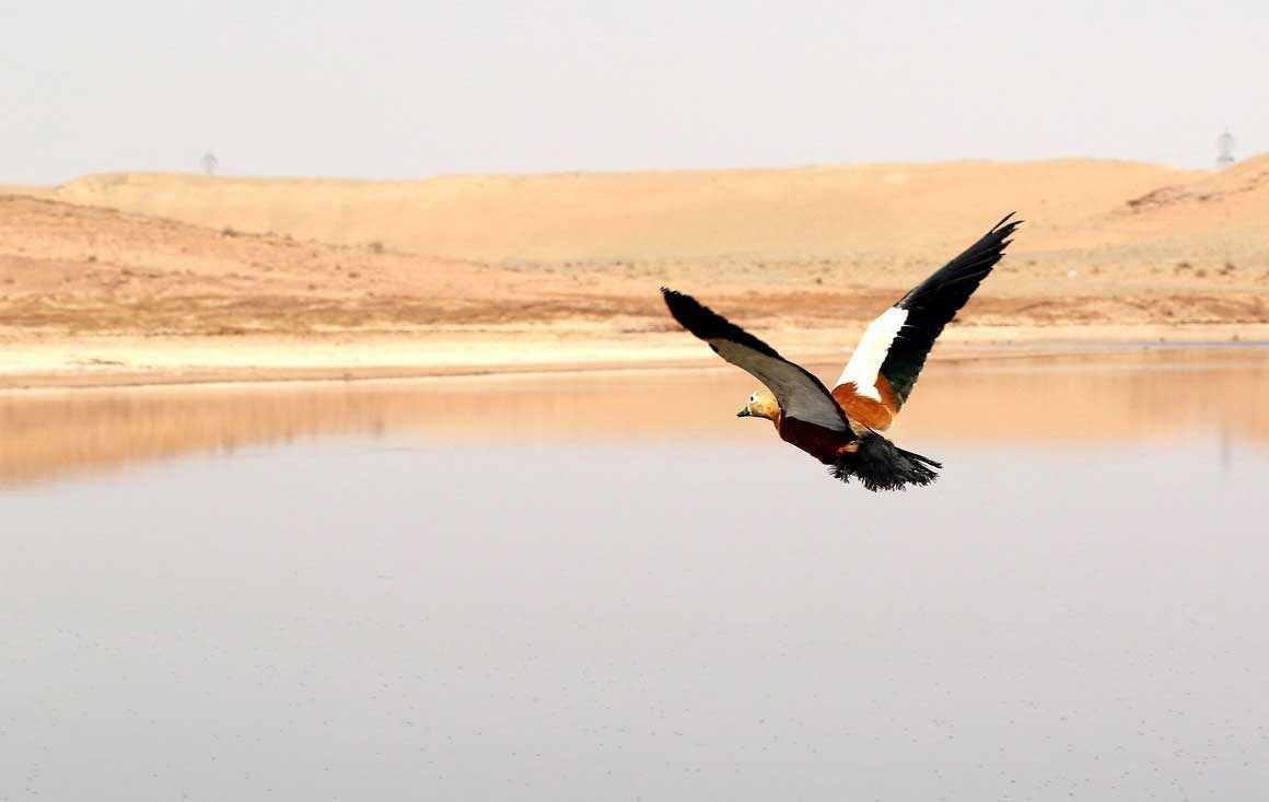 هشدار درباره خشکی تالابهای قم؛ خطر تبدیل به کانونهای گردوغبار در کمین