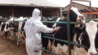 تب برفکی: سرایت ۲۵ برابر کرونا؛ دام های شیری در تیررس