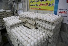 فله‌ای ۲۷۰ هزار تومان؛ چرا کنترل بازار تخم مرغ از دست خارج شده است؟