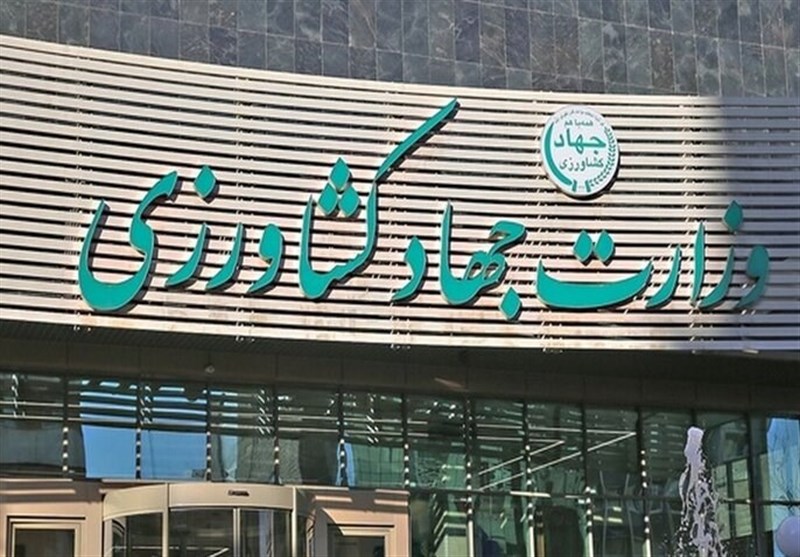 تکذیب جنجال برنج‌های غرق‌شده؛ جهاد کشاورزی روایت جدید داد