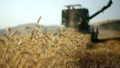 جنگ شایعات علیه گندم