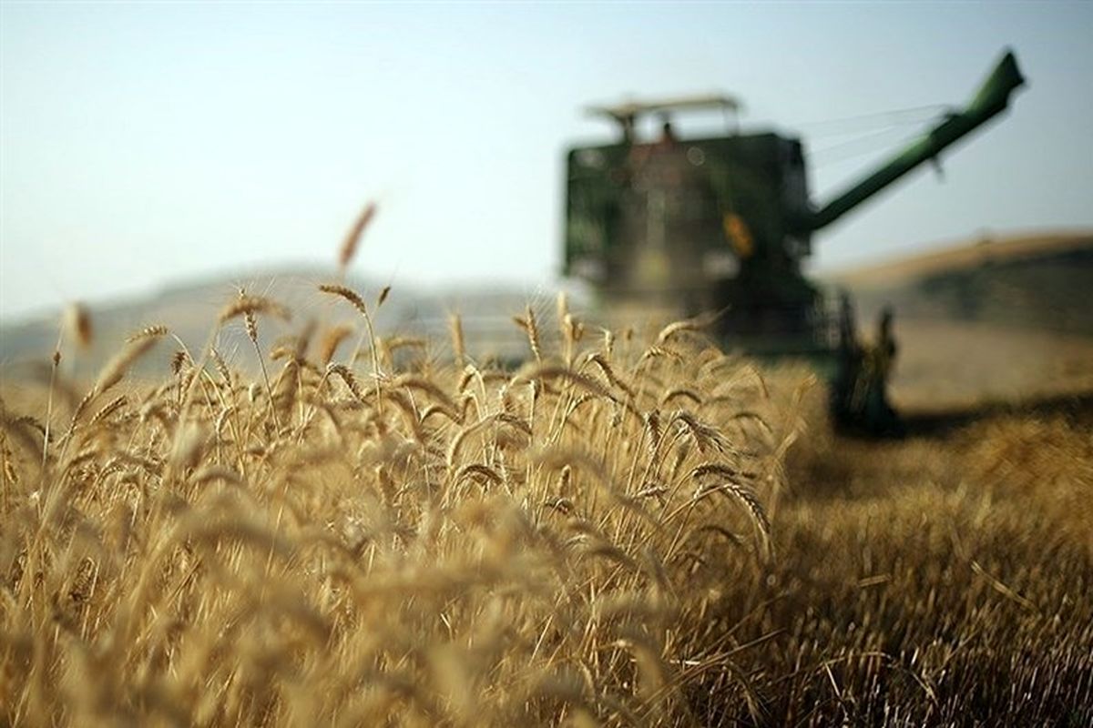 جنگ شایعات علیه گندم