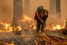 جنگل‌های الیت