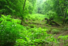 جنگل‌های زاگرس به سن مرگ رسیدند