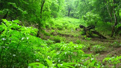 جنگل‌های زاگرس به سن مرگ رسیدند