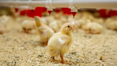 کمبود نهاده و کاهش قیمت جوجه یک روزه، تهدیدی برای بازار مرغ شب عید