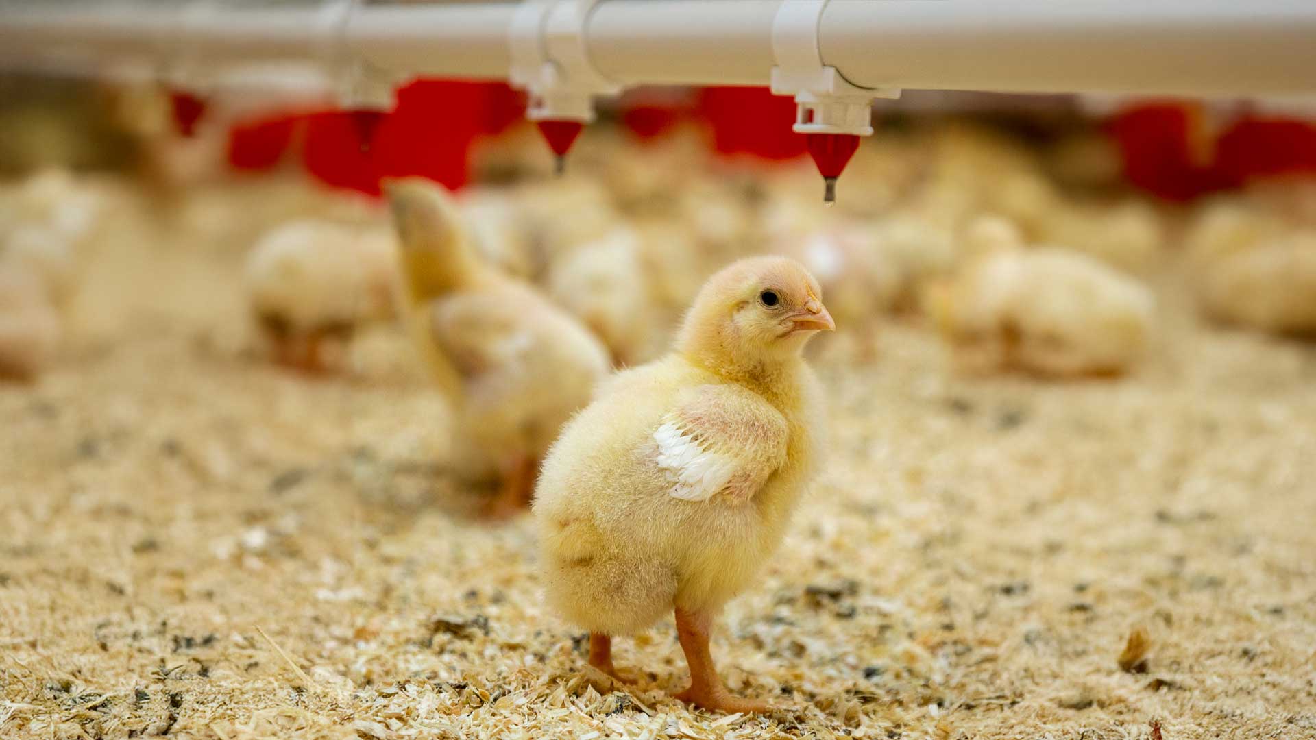 کمبود نهاده و کاهش قیمت جوجه یک روزه، تهدیدی برای بازار مرغ شب عید