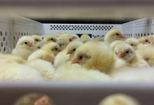 جوجه یکروزه به 5 هزار تومان رسید؛ زنگ خطر برای شب عید به صدا درآمد