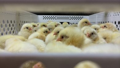 جوجه یکروزه به 5 هزار تومان رسید؛ زنگ خطر برای شب عید به صدا درآمد