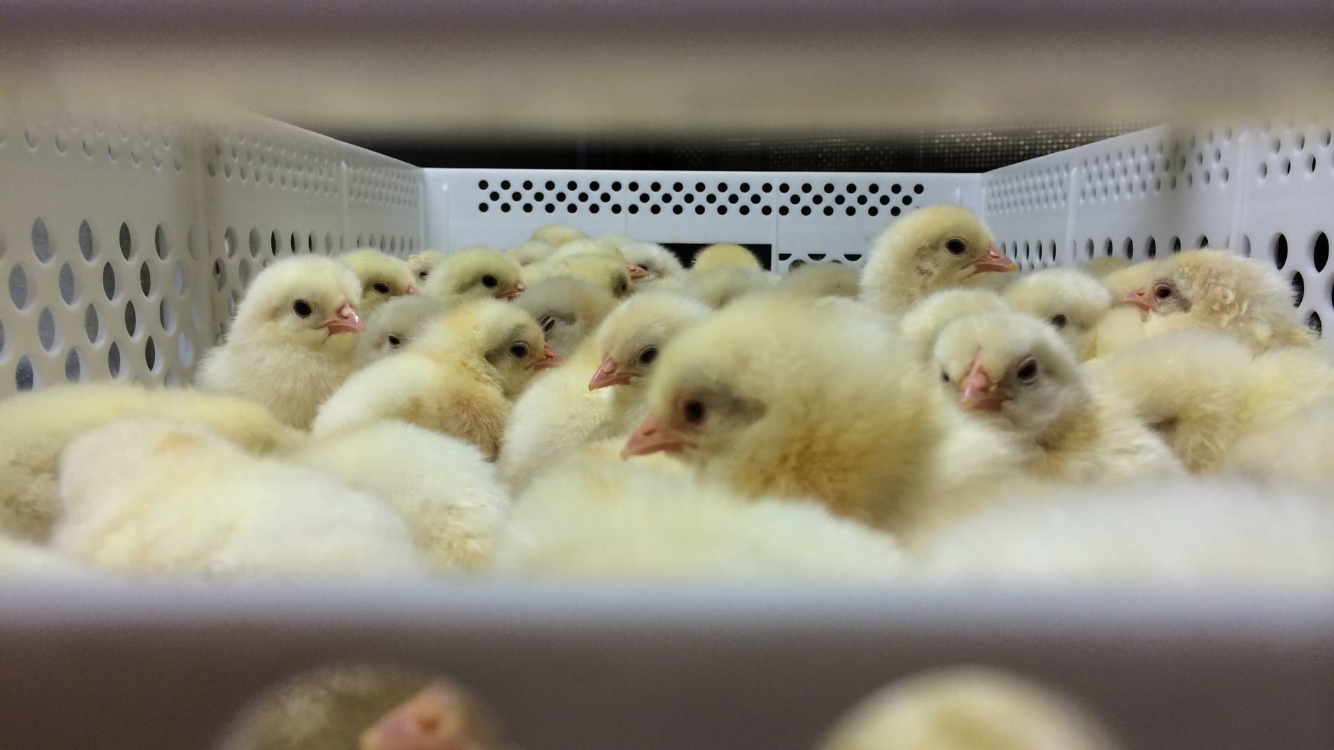 جوجه یکروزه به 5 هزار تومان رسید؛ زنگ خطر برای شب عید به صدا درآمد