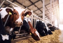 قیمت واقعی شیر