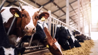 قیمت واقعی شیر