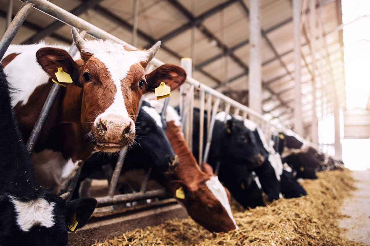 قیمت واقعی شیر