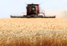 دولت نرخ گندم را ۳۳ هزار تومان تعیین کرد