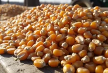 کمبود چندماهه