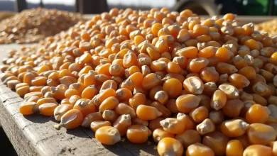 کمبود چندماهه