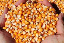 بارگیری ذرت برای تأمین نهاده‌های دامی در بندر امام خمینی آغاز شد