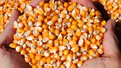 بارگیری ذرت برای تأمین نهاده‌های دامی در بندر امام خمینی آغاز شد