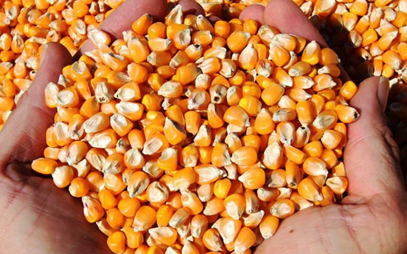 بارگیری ذرت برای تأمین نهادههای دامی در بندر امام خمینی آغاز شد