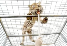 سافاری الیمالات