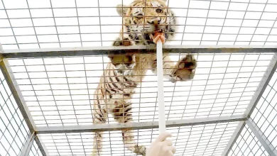 سافاری الیمالات