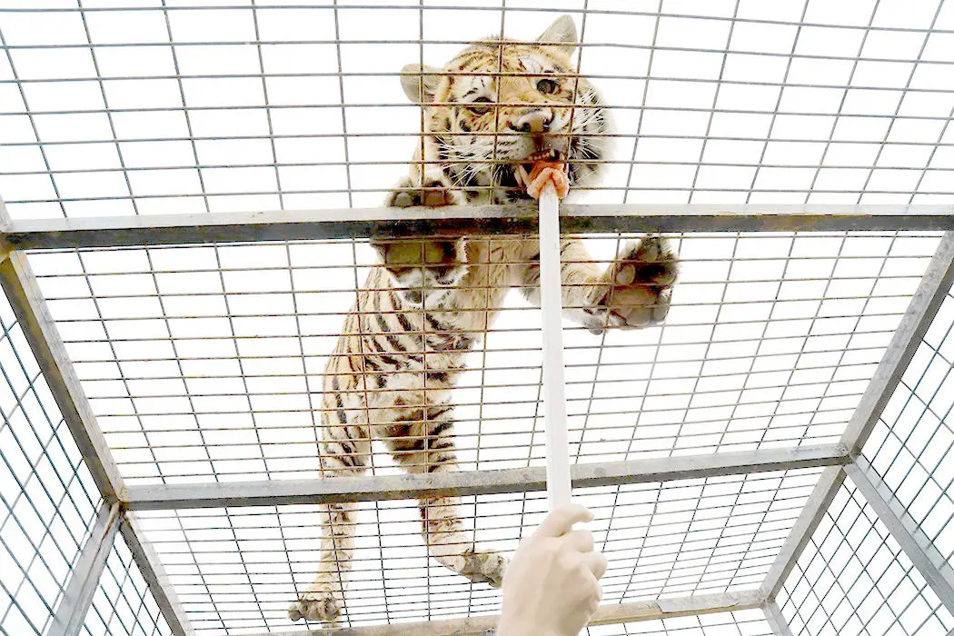 سافاری الیمالات