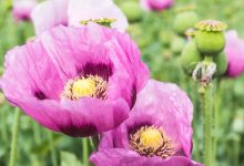 پروژه کشت شقایق الیفرا: راه‌حلی برای تأمین مواد مخدر دارویی