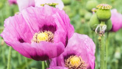 پروژه کشت شقایق الیفرا: راه‌حلی برای تأمین مواد مخدر دارویی